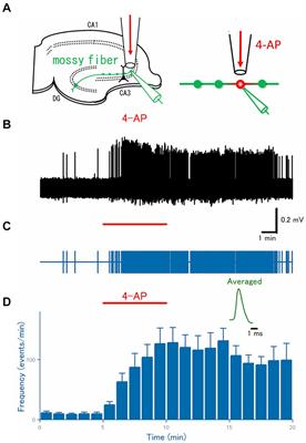 Ectopic burst induced by blockade of axonal potassium channels on the mouse hippocampal mossy fiber